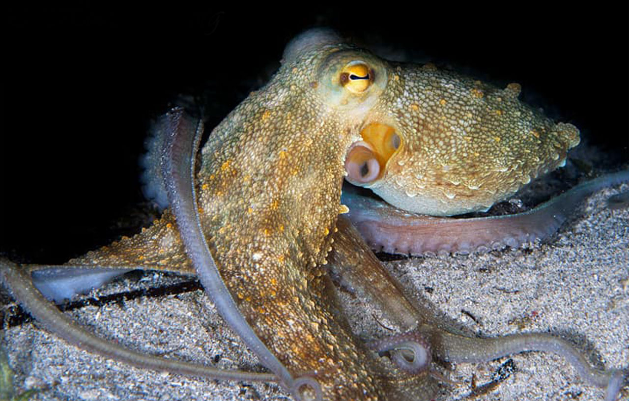 octopus at Cirkewwa reef