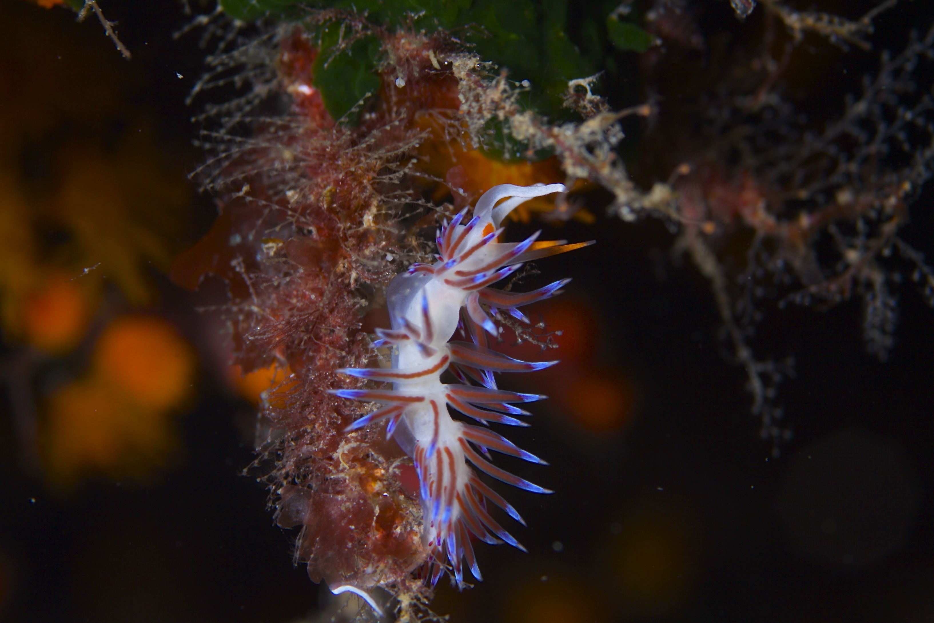 Nudibranch at Inner Cominotto Reef