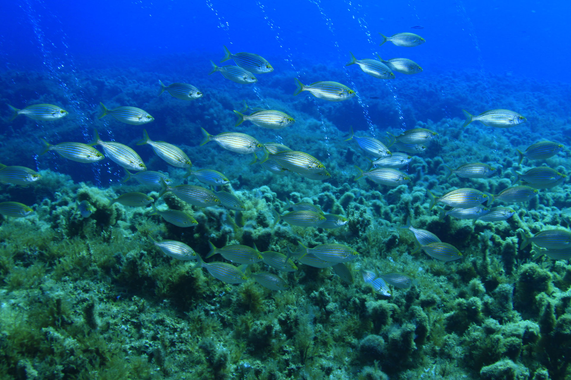 Breams at Outer Cominotto reef