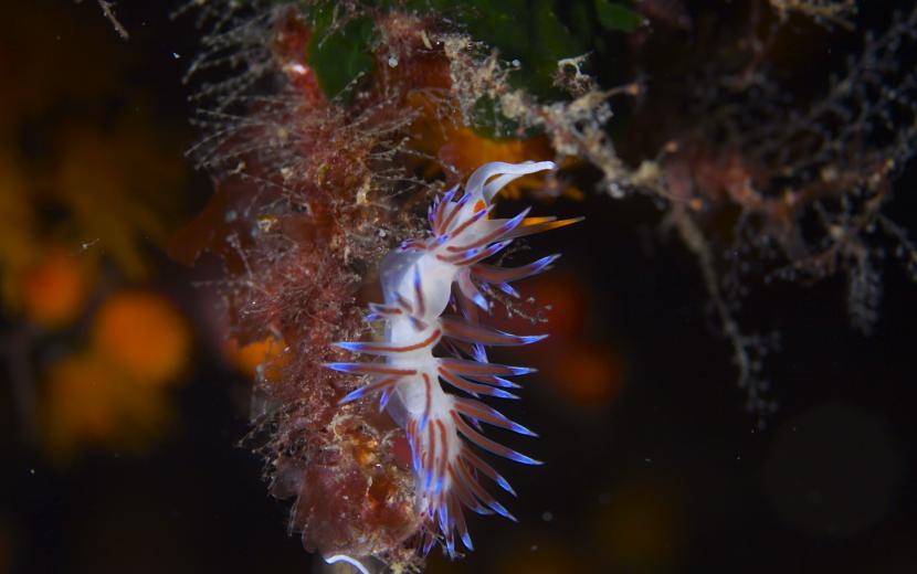 Nudibranch at Inner Cominotto Reef