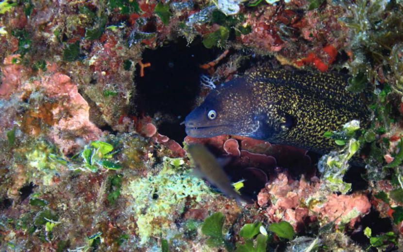 Moray eel