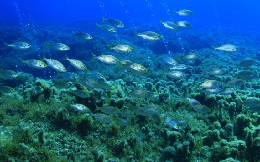 Breams at Outer Cominotto reef