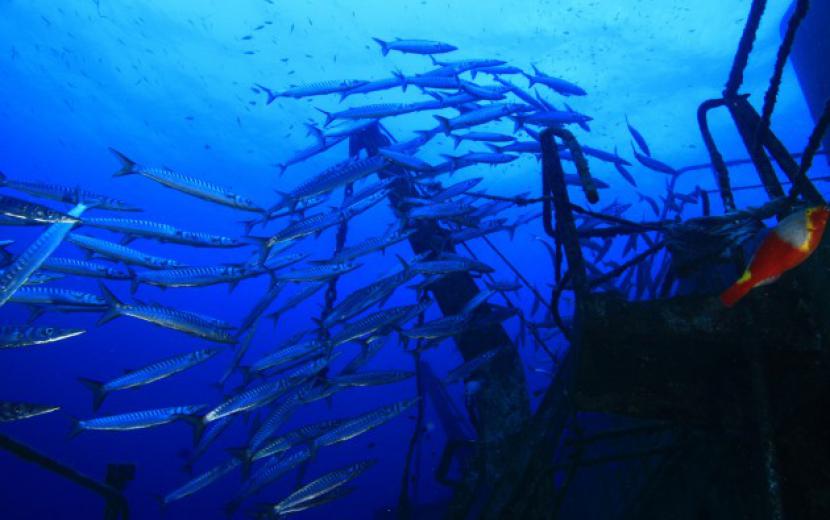 Barracudas on the Um El Faroud