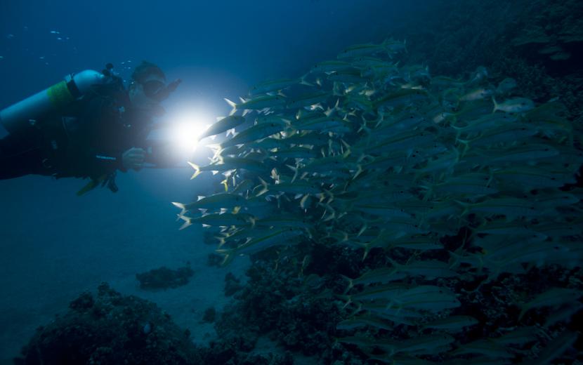 diver on a night dive discovering a shoal of fish