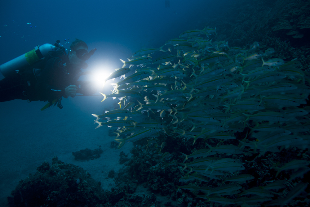 diver on a night dive discovering a shoal of fish